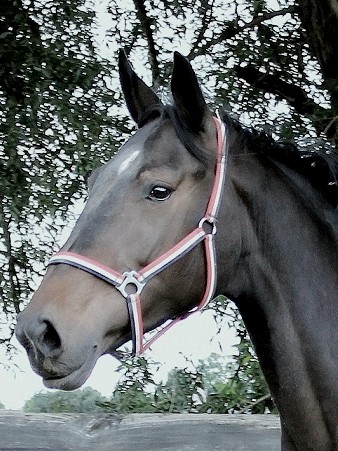 Photo de profil de embreuse