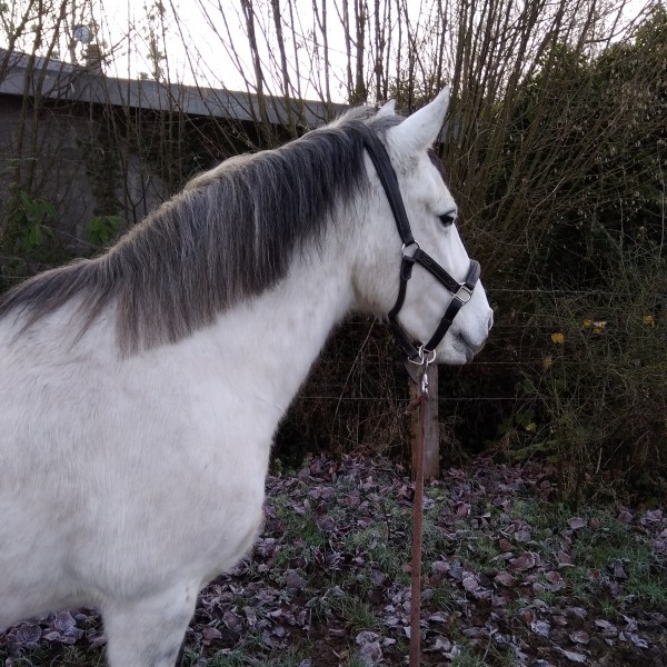 Photo de profil de emerspet