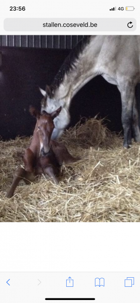 Photo de profil de emiliebinisti