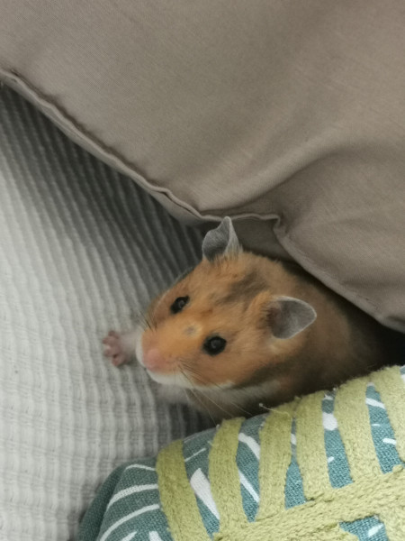 Photo de profil de encoreadada