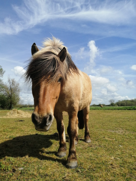 Photo de profil de equimagie_marie