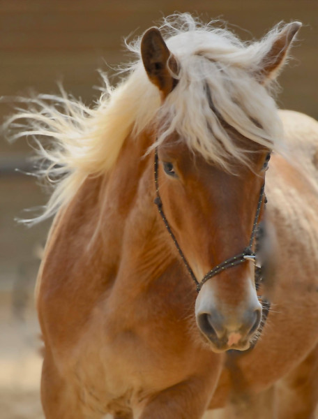 Photo de profil de equiphoria