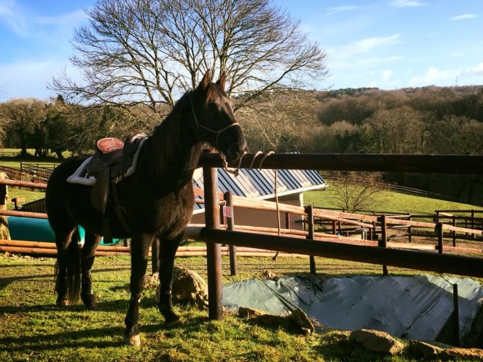 Photo de profil de equusalatus