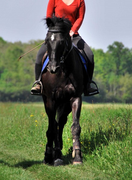 Photo de profil de equuscaballus