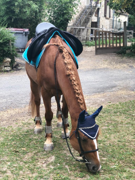 Photo de profil de estelloucheval