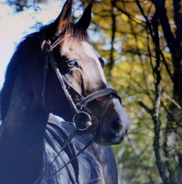 Photo de profil de estl