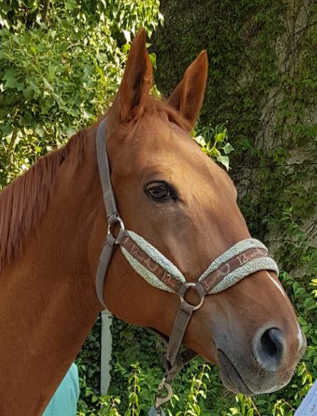 Photo de profil de faireacheval