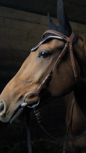 Photo de profil de fan_de_chevaux8