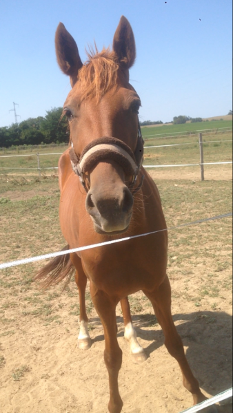 Photo de profil de felinette