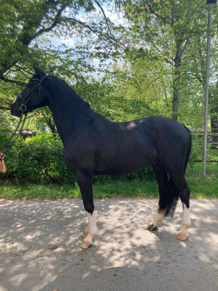 Photo de profil de fidjeridoo