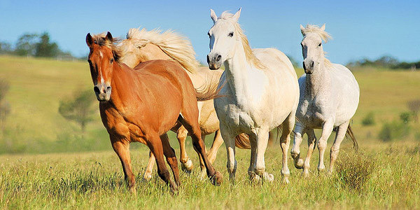 Photo de profil de filipeanim