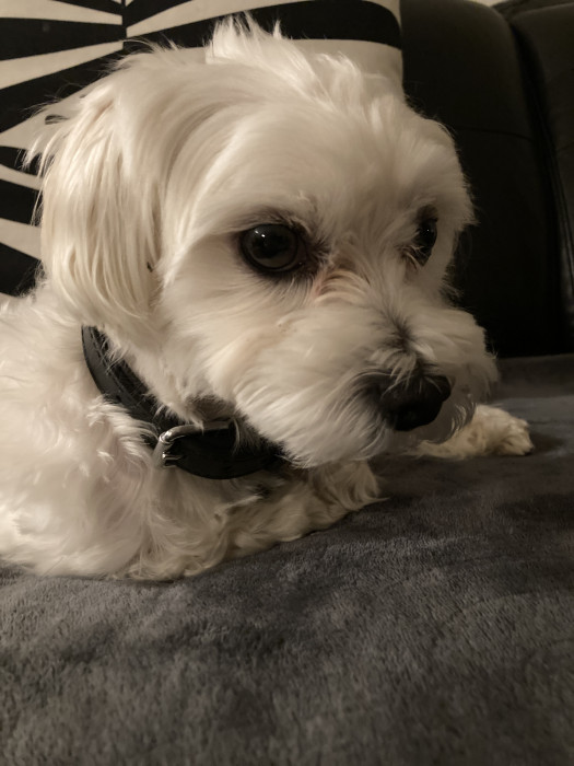 Photo de profil de finka