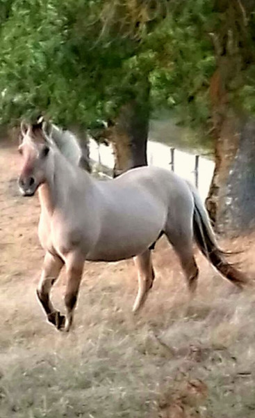 Photo de profil de fjordoriant