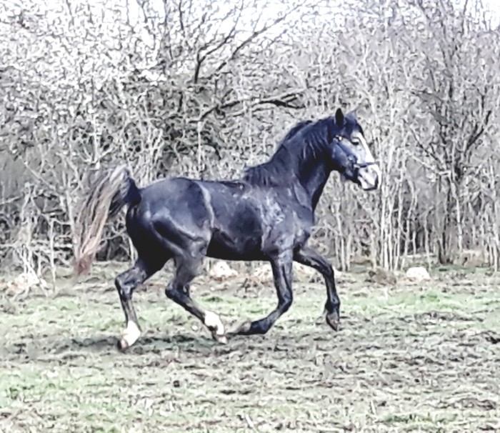 Photo de profil de foebus58