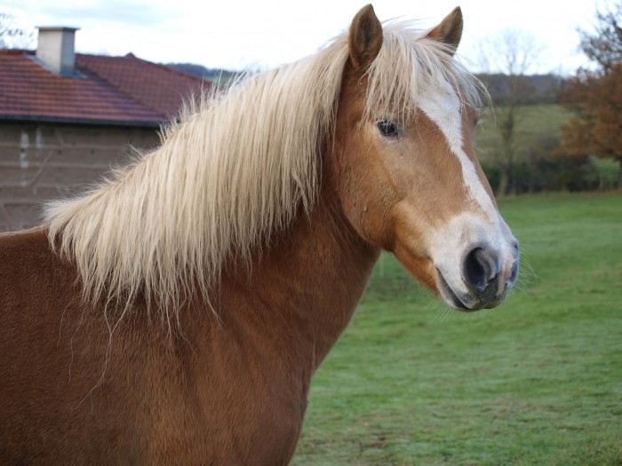 Photo de profil de follyfoot42