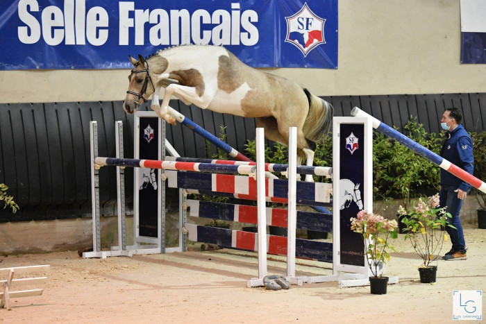 Photo de profil de foreverstables