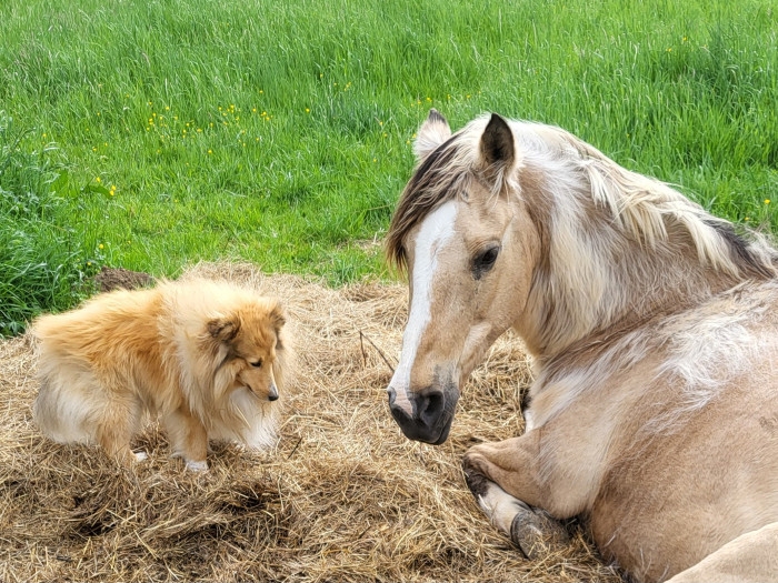 Photo de profil de frelon
