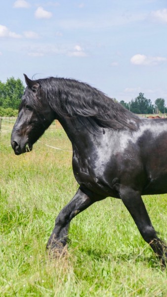 Photo de profil de frison31