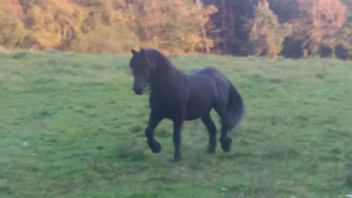 Photo de profil de frisonnes