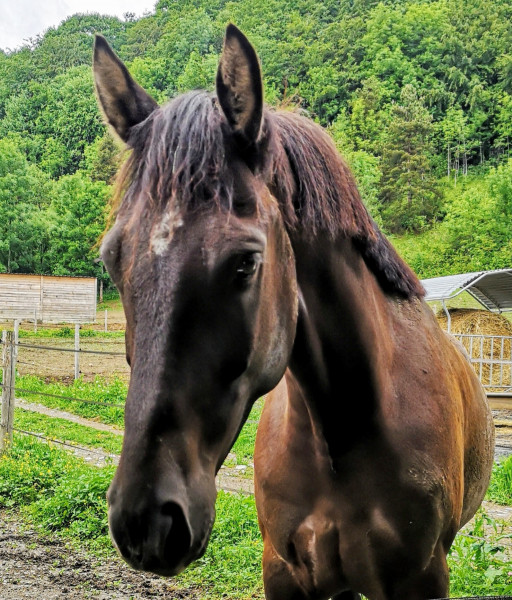 Photo de profil de gadjoetclem