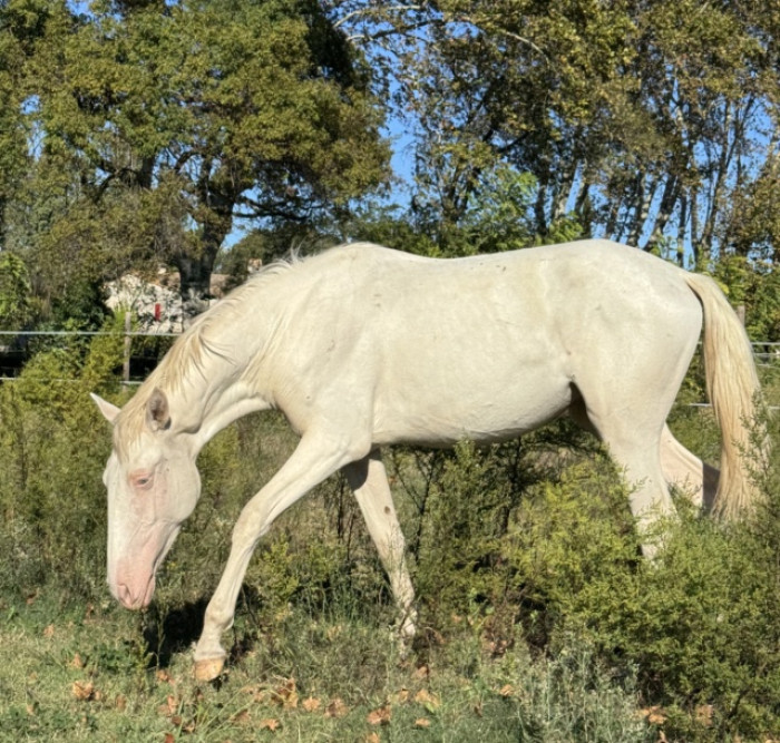 Photo de profil de galop.infini