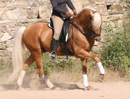 Photo de profil de ganousha