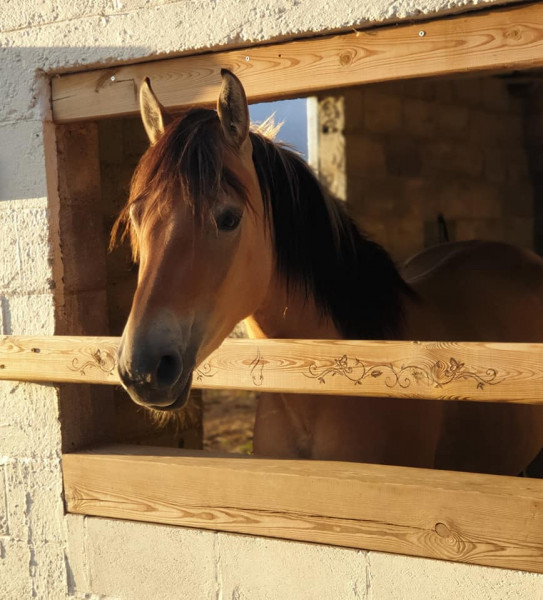 Photo de profil de gazelledehenson