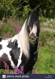 Photo de profil de gazoux