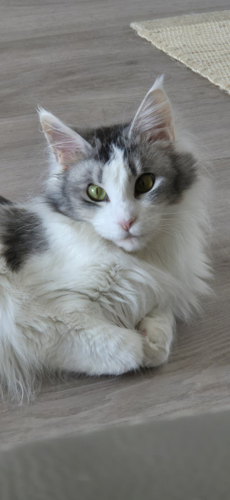 Photo de profil de gigiyoung