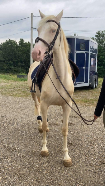 Photo de profil de gilyael