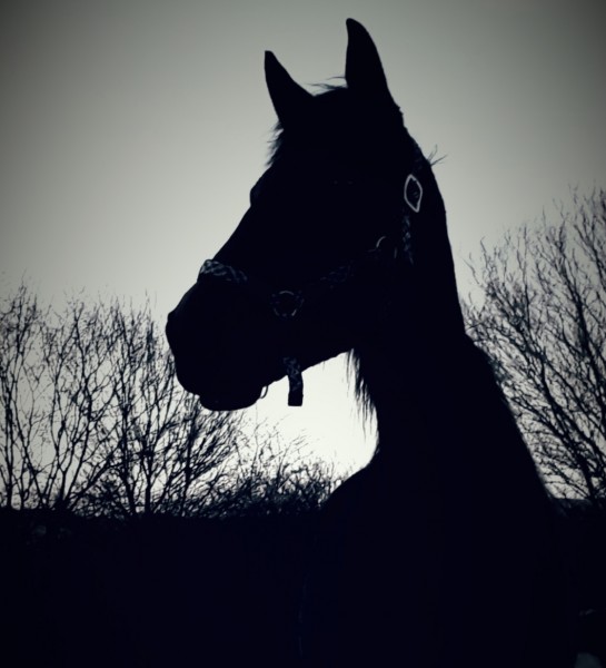 Photo de profil de golea.63