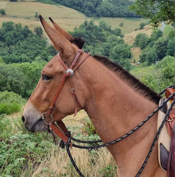 Photo de profil de grandezoreilles