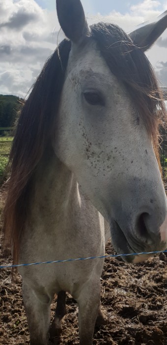 Photo de profil de grapsodie3