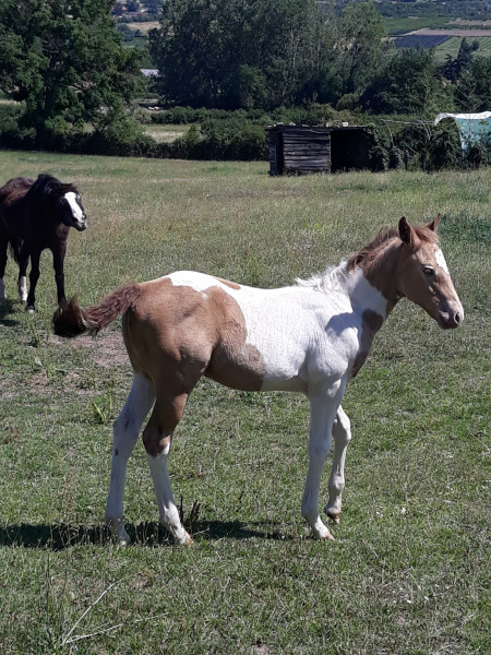 Photo de profil de gricou69