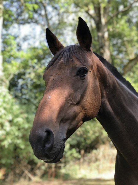 Photo de profil de guillsv