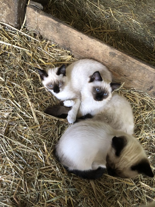 Photo de profil de gwendoline0504