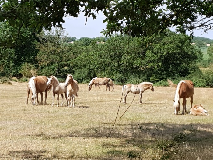 Photo de profil de haflinger.libre