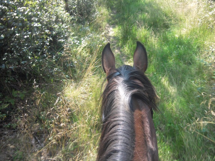 Photo de profil de hali_chan