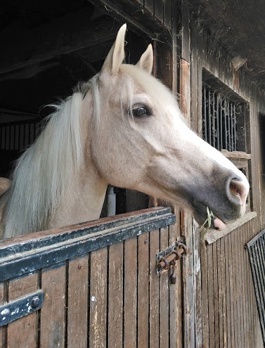 Photo de profil de hanastasia