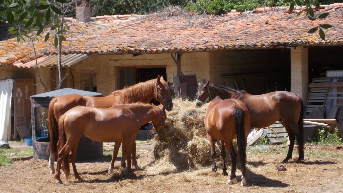 Photo de profil de hancespoirheval