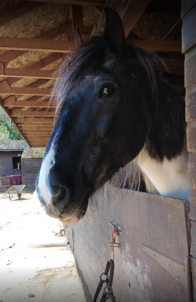 Photo de profil de haras77
