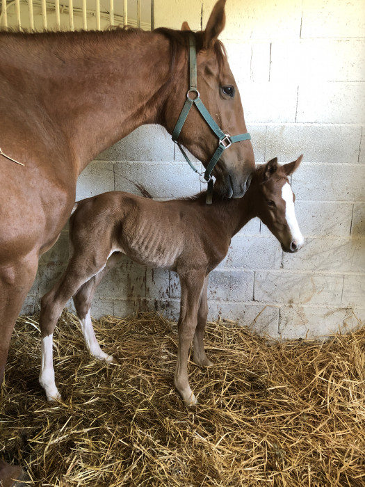 Photo de profil de harasdelenzac
