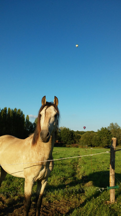 Photo de profil de haras.kabayo