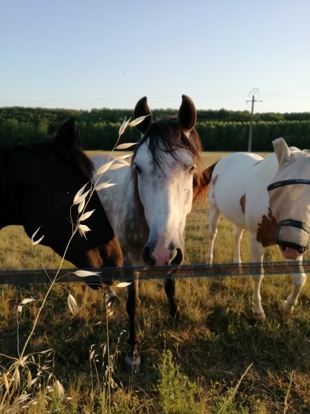 Photo de profil de hear.horse