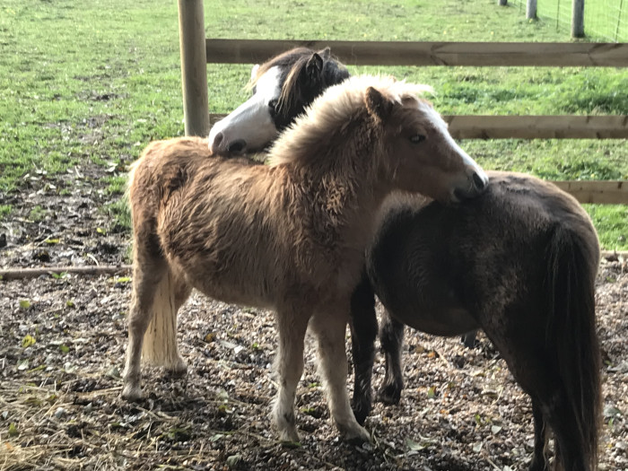 Photo de profil de heliosetspirit