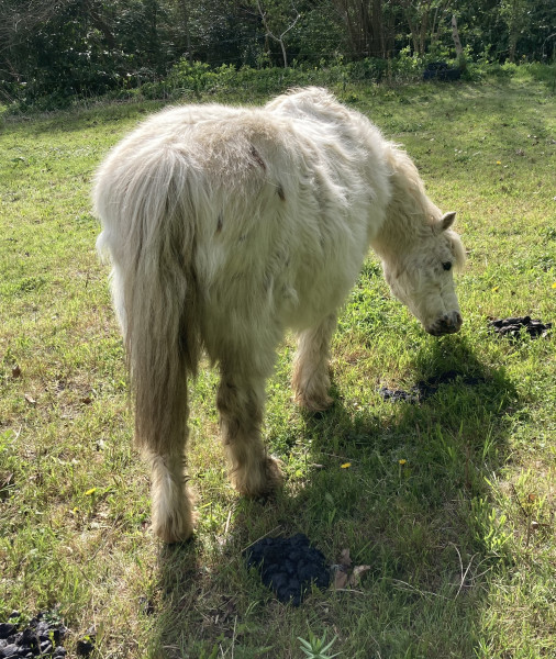 Photo de profil de hidalgomonponey