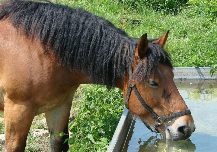 Photo de profil de hippo1203ge