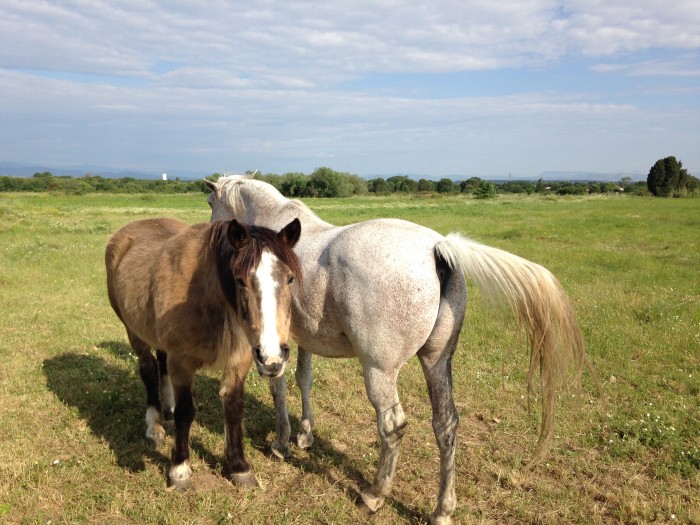 Photo de profil de homme.cheval