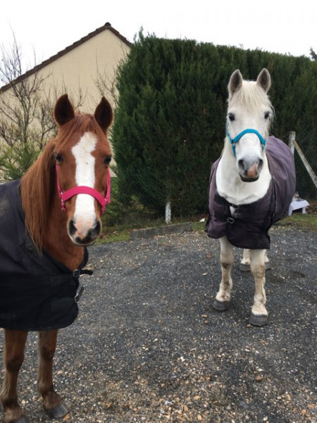 Photo de profil de horse_27730