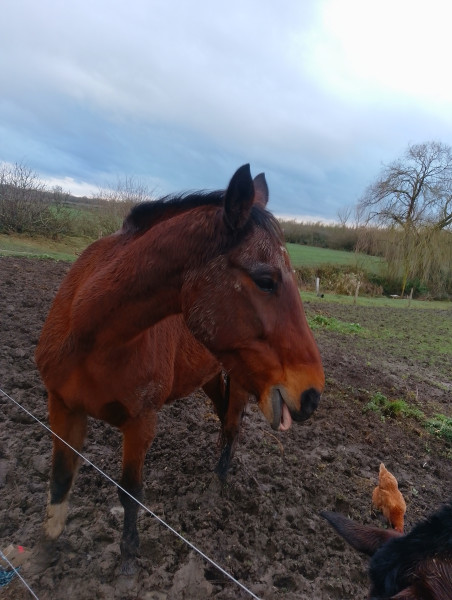 Photo de profil de horse4444